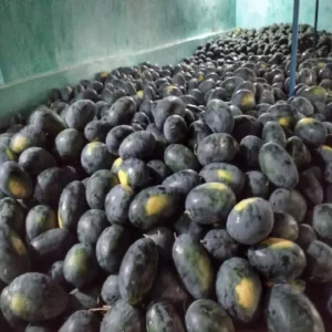 Jharkhand youth watermelon farming success