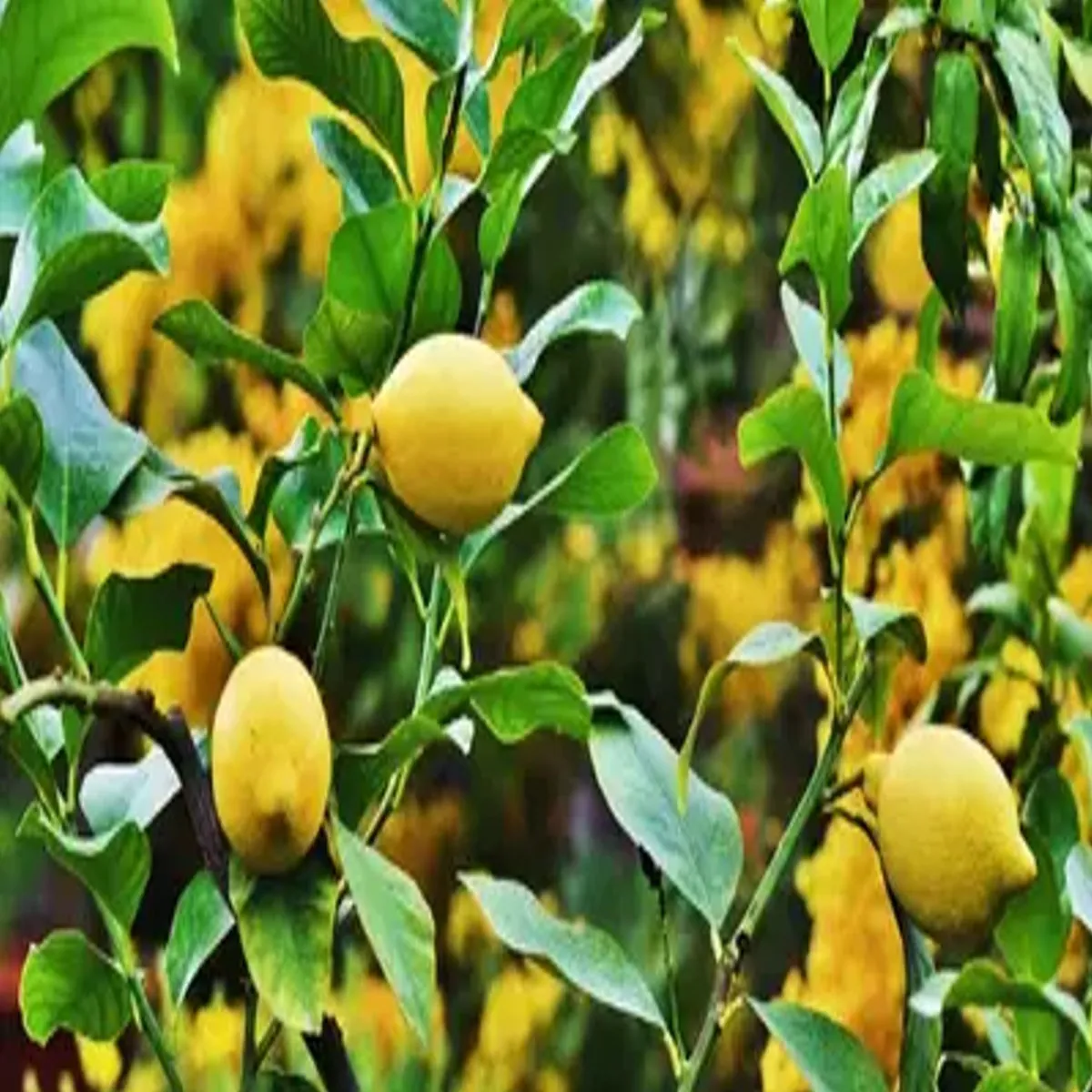 Lemonfarming lemonfarming lkhimpur khiri men ninbu