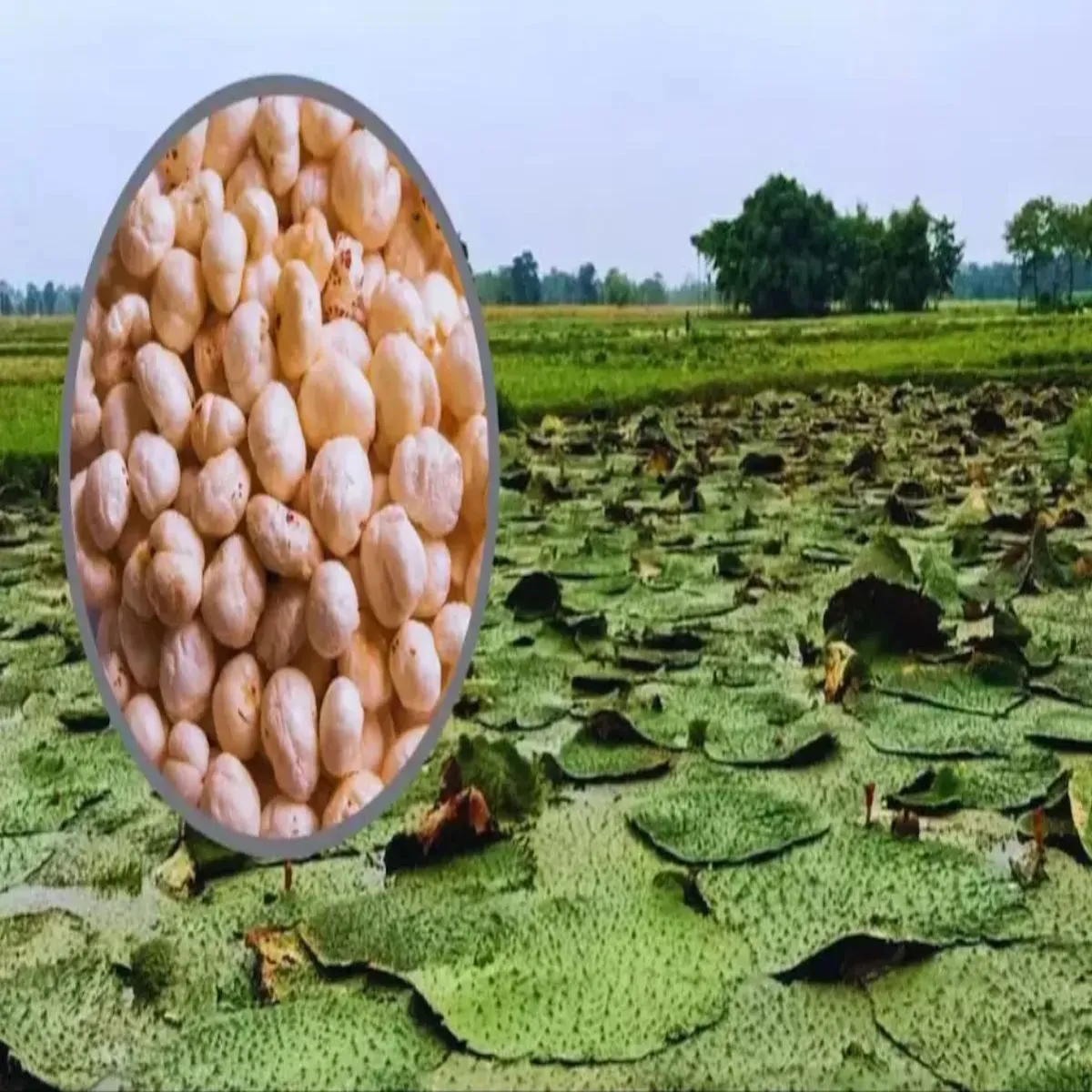 Makhana farming success makhana farming success