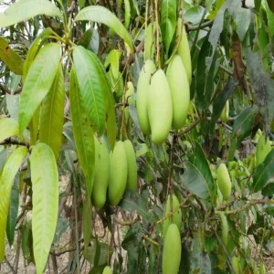 Mango farming care tips increase yield production
