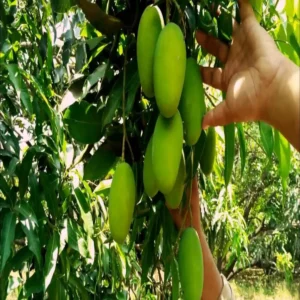 Mango farming government subsidy for farmers india