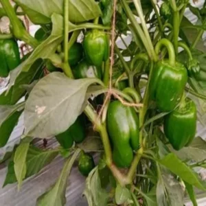 Nalanda young farmer capsicum farming success