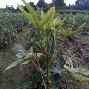 Okra farming summer profit story