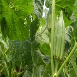 Okra farming youth success new path