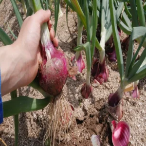 Onion farming techniques increase farmers income