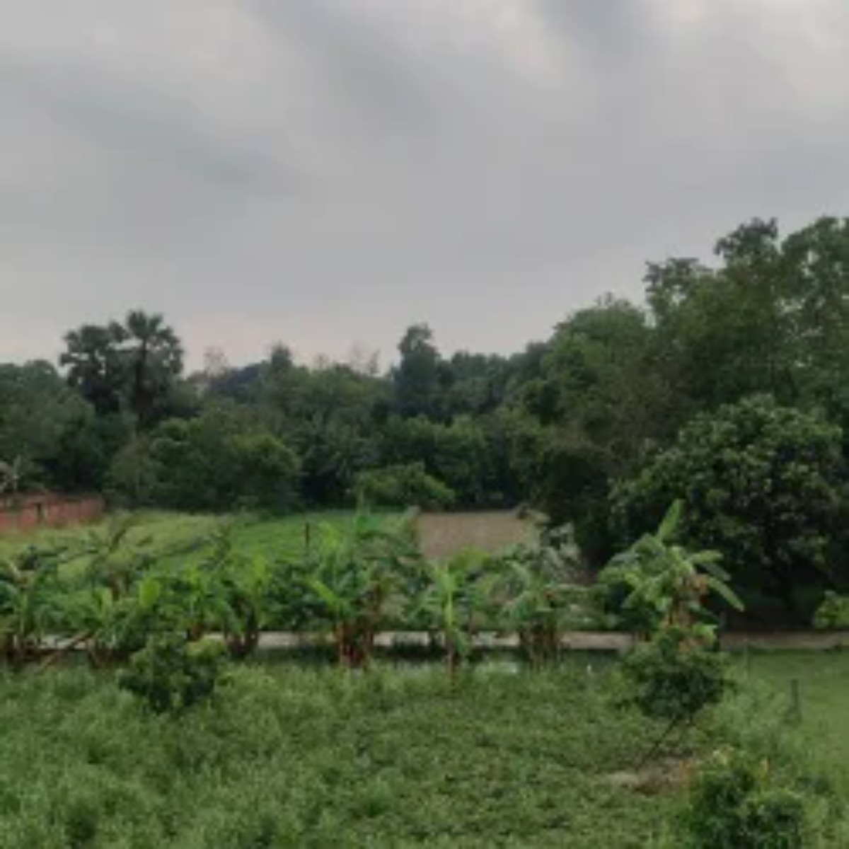 Organicfarming organicfarming amethi kisan kmlesh dube