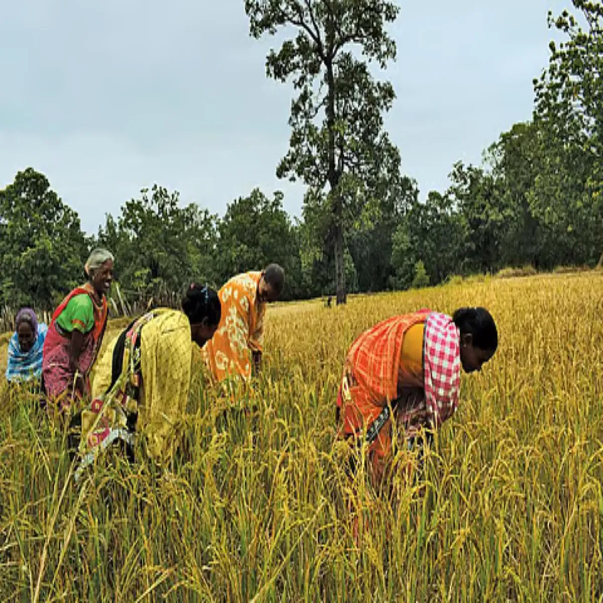 Organic farmer success story organic farmer