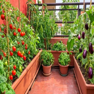 Organic farming home soil vegetable growing tips