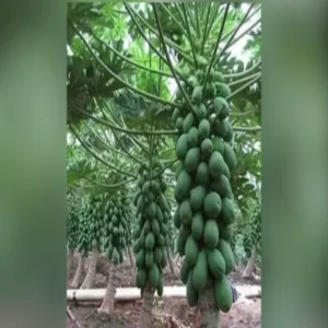 Papaya farming bihar new variety income growth 2026