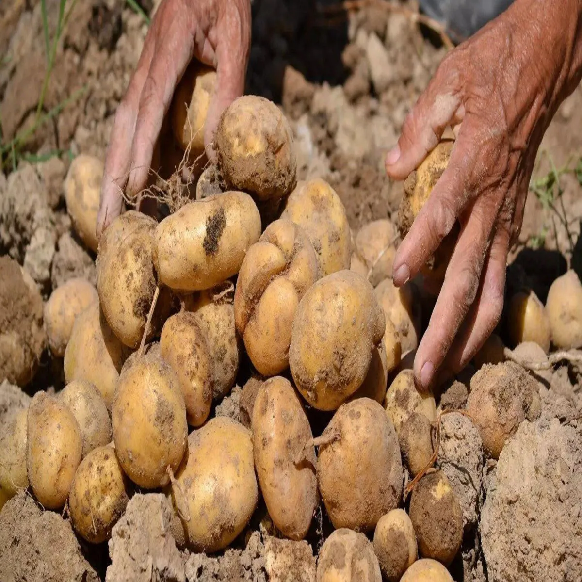 Potato farming success potato farming success