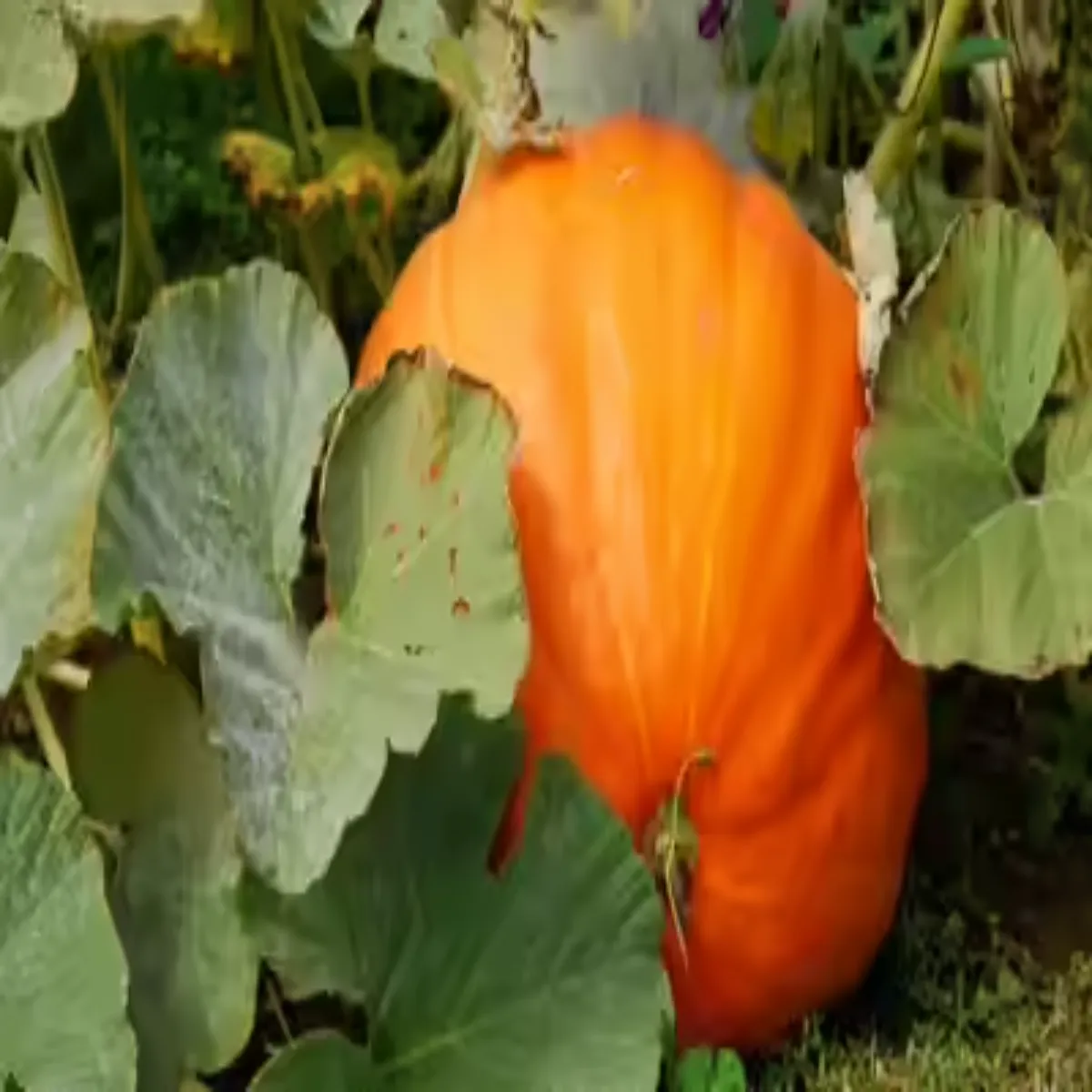 Vegetablefarming vegetablefarming lkhimpur men kddu kheti