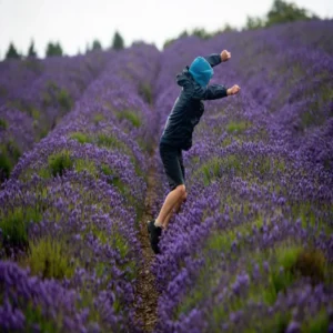 Purple revolution farmers income growth lavender farming