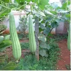Ridge gourd high yield varieties