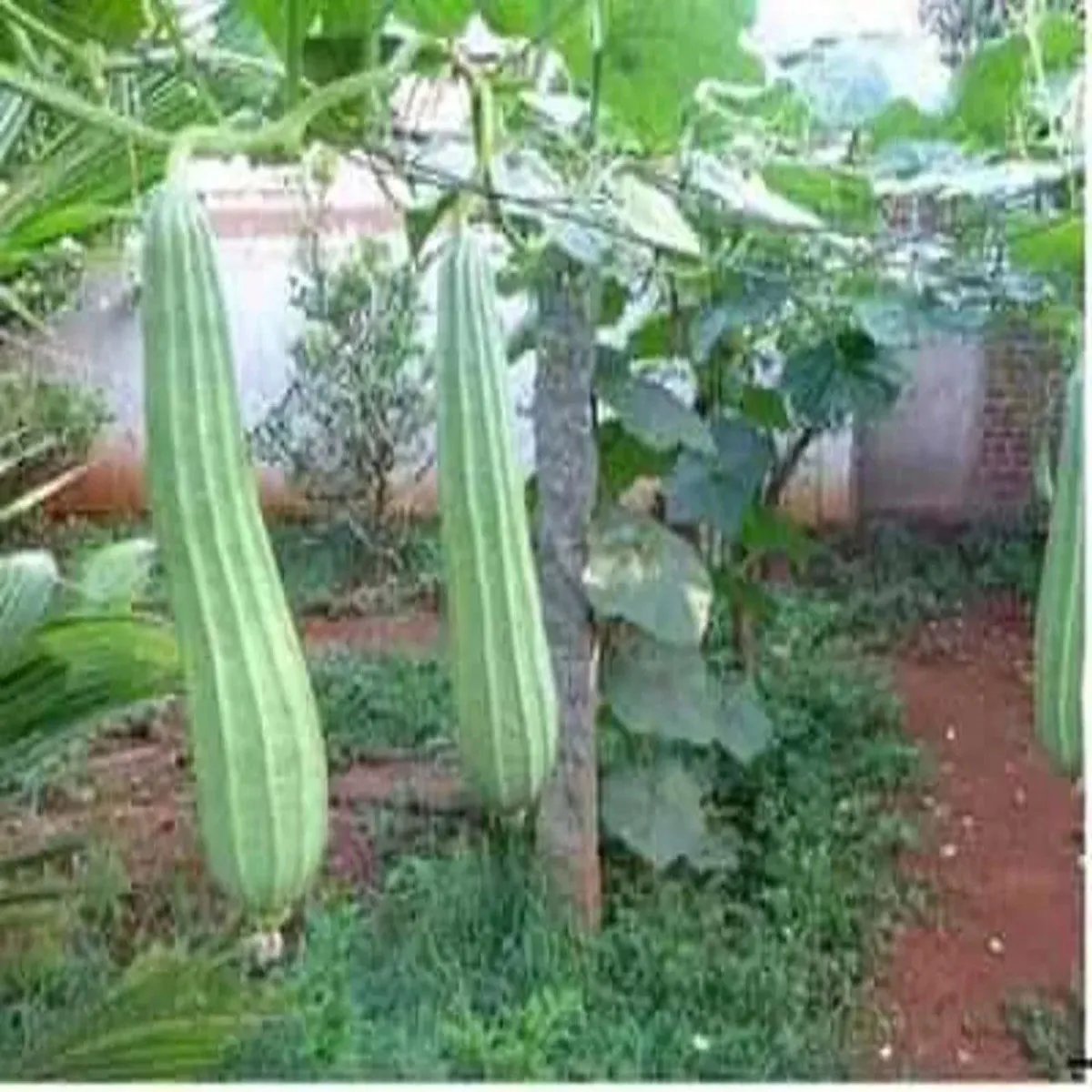 Ridgegourdfarming ridgegourdfarming smy men jyada paidavar