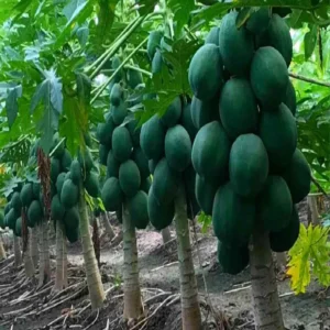 Saran farmer red lady papaya profit