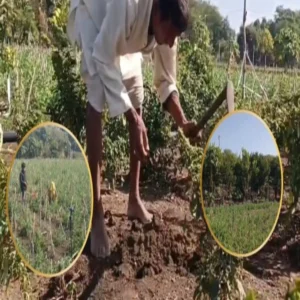 Seemanchal young farmer maize success