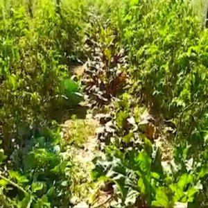 Summer leafy vegetables farming profit