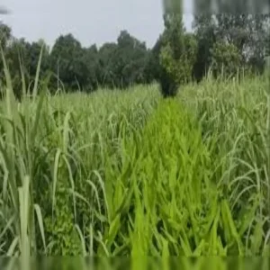 Turmeric farming low cost high profit crop india