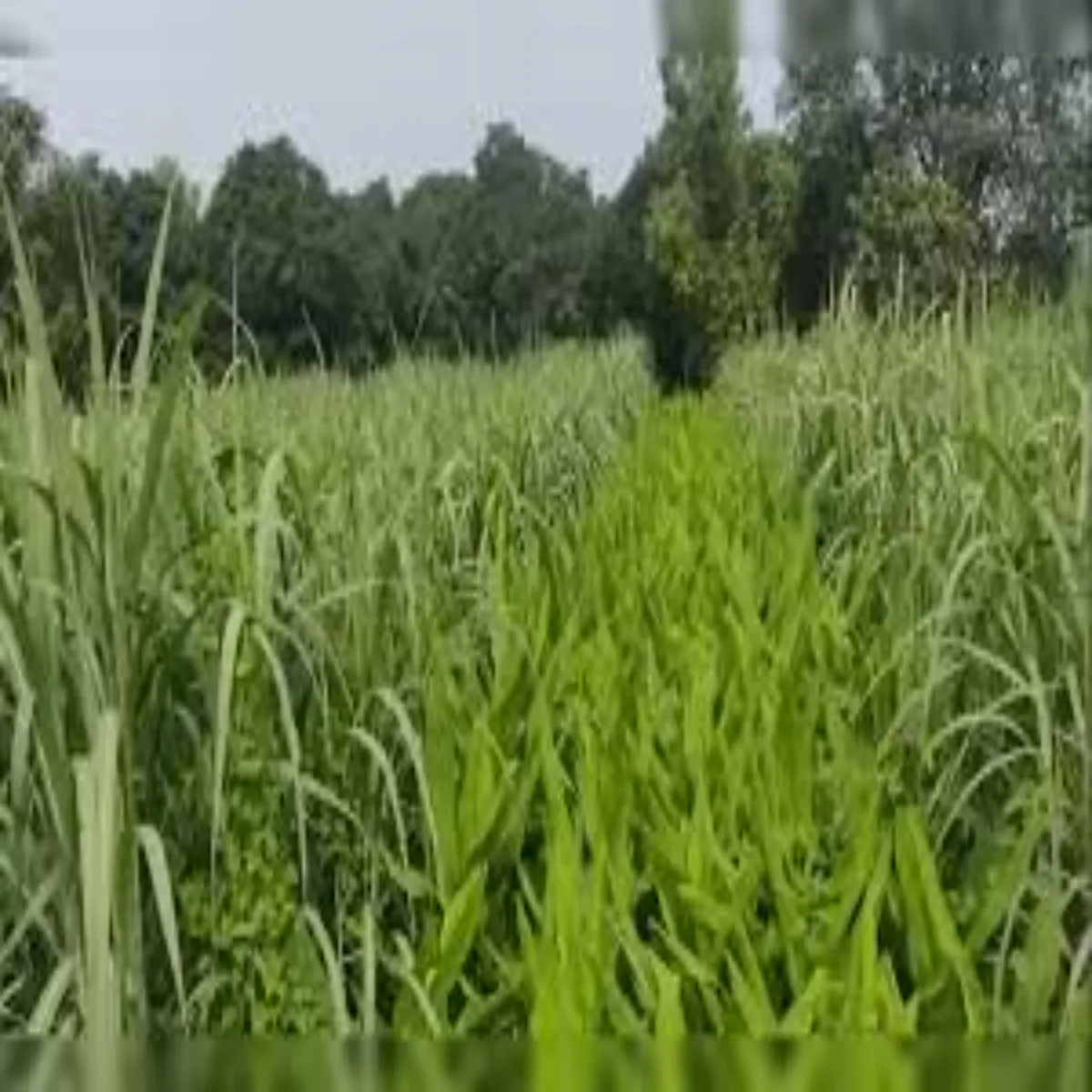 Turmericfarming turmericfarming lagt men hldi kheti