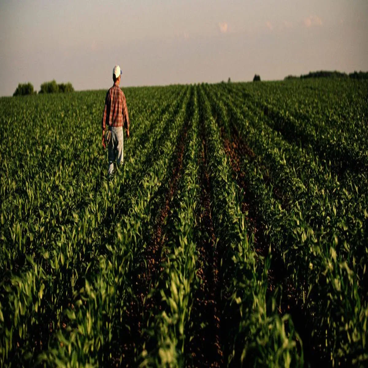 Agricultureresearch agricultureresearch ameriki vaijanikon bhraich men