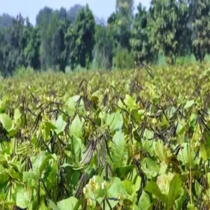 Vindhya moong farming extra income