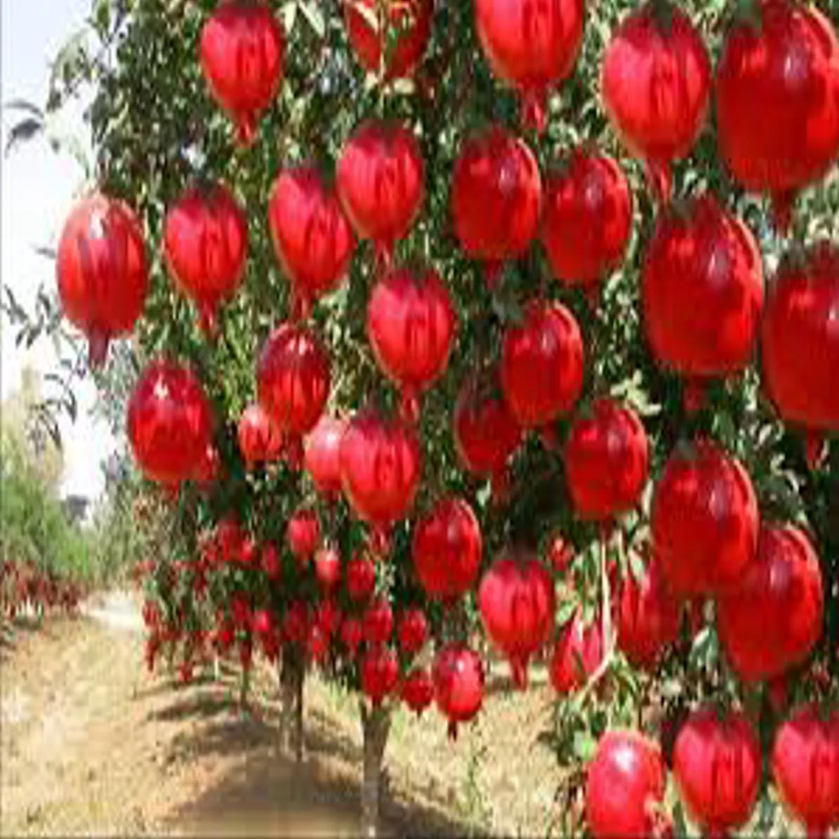 Pomegranate farming success story pomegranate farming