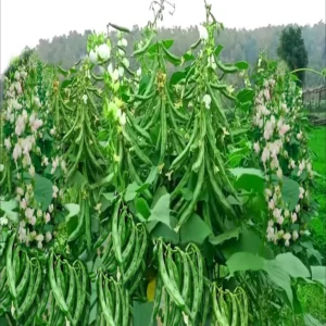 Agriculture innovation new bean farming change