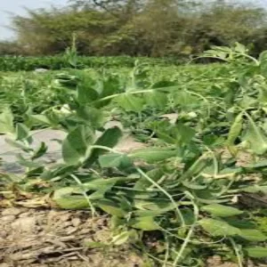 Agriculture success story farming new journey