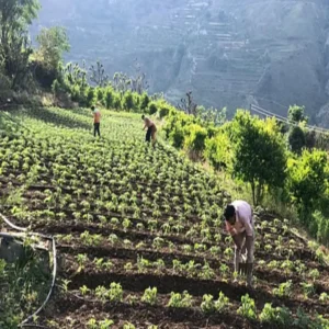 Agritech smart farming low investment model