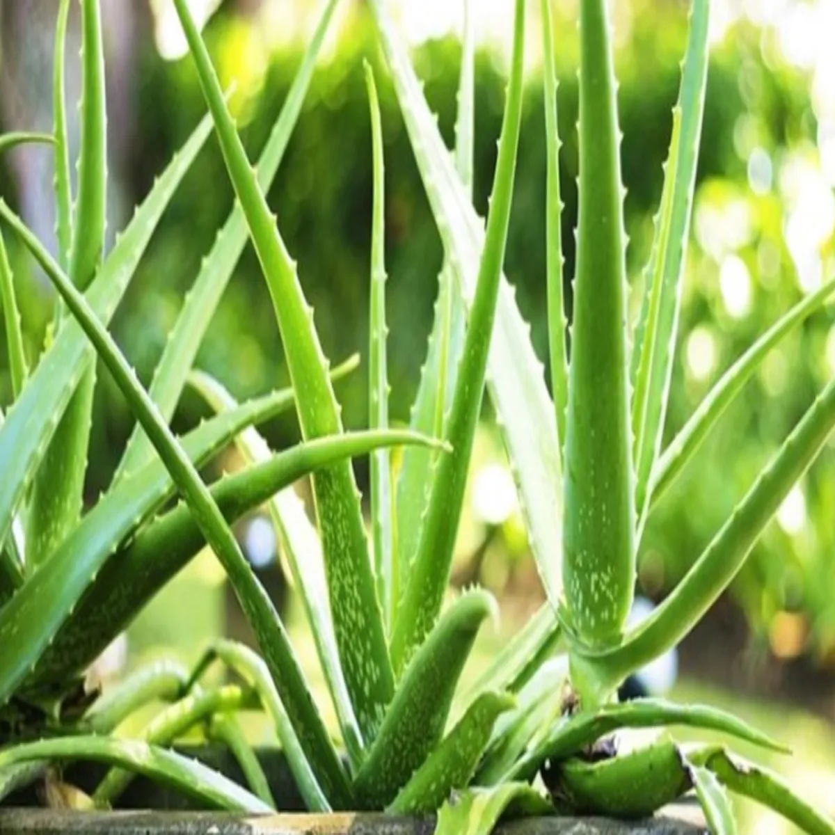 Aloevera aloevera lagt pani men kisanon
