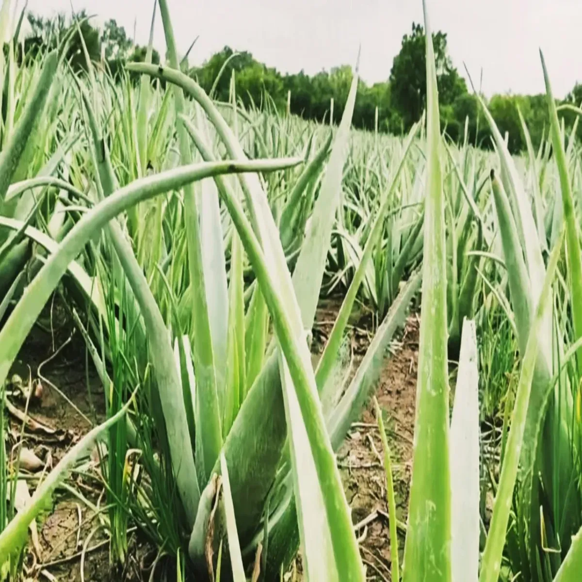 Agribusiness agribusiness parnprik kheti chhod elovera