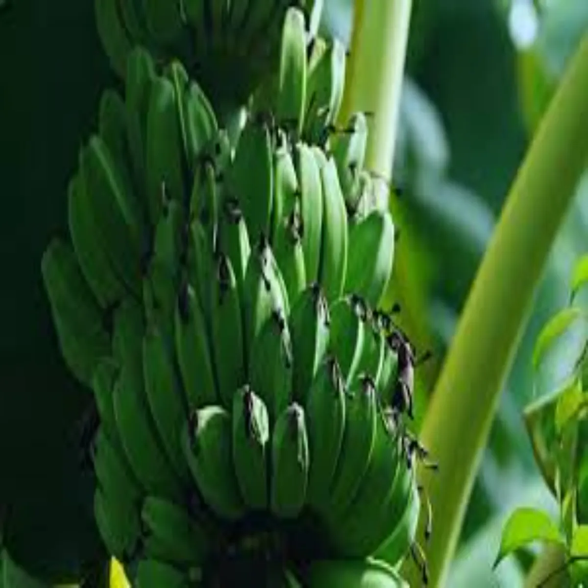 Banana farming banana farming kisanon lie