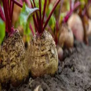 Beetroot farming income growth mixed crop profit model