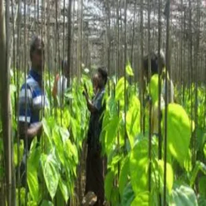 Betel leaf farming mirzapur profit model