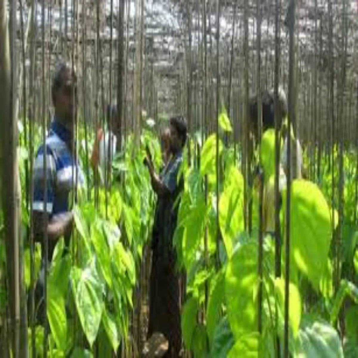 Betel leaf farming betel leaf farming