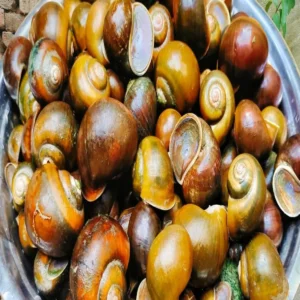 Black carp farming success snail solution