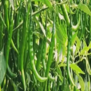 Chilli farming top cutting yield technique