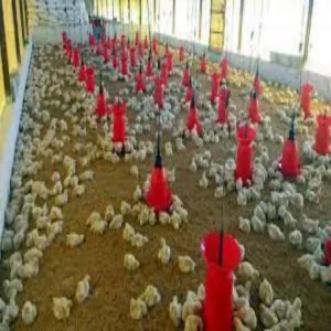 Clean desi poultry farming model