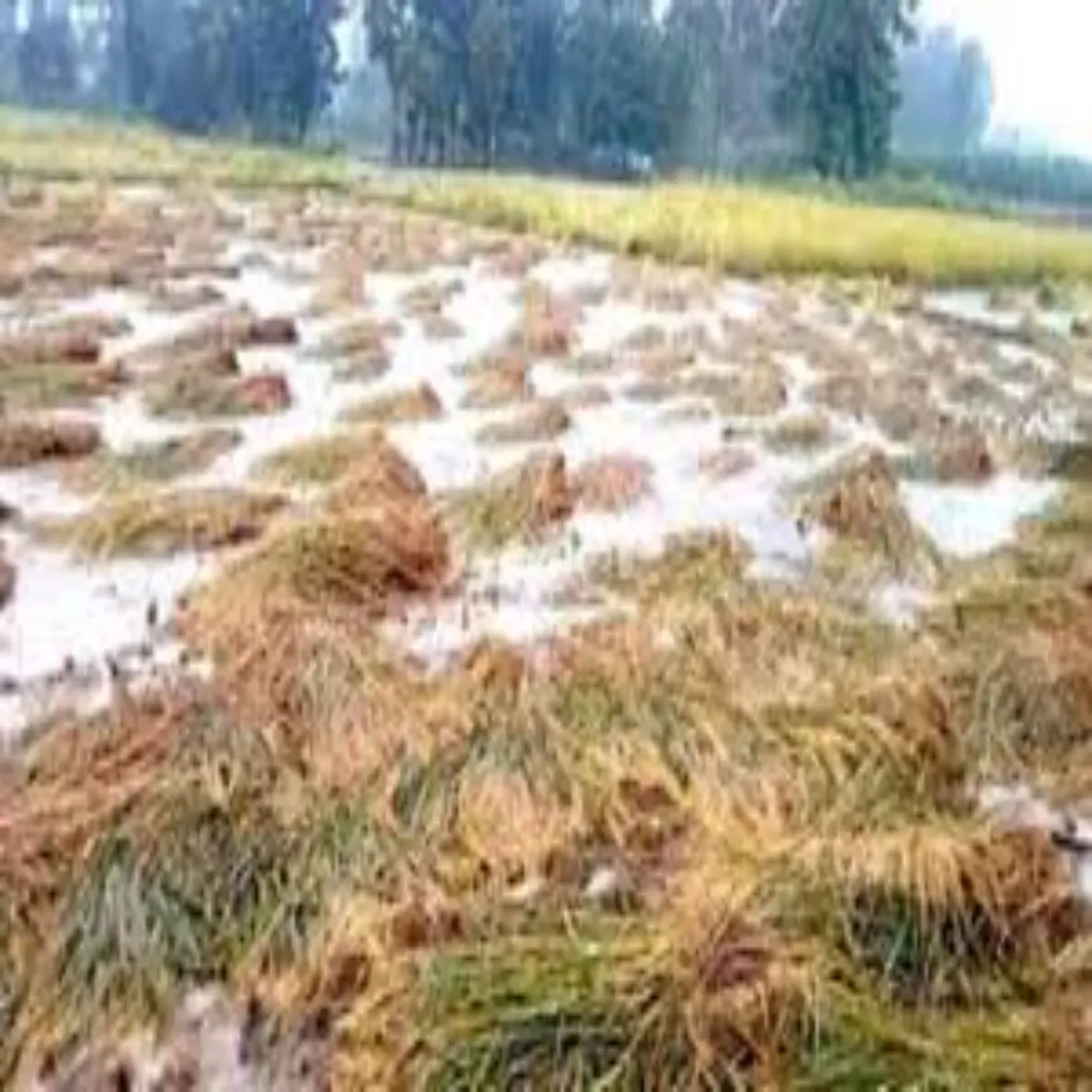 Crop compensation crop compensation aandhi barish