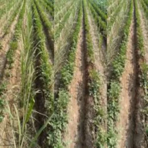 Darbhanga multi cropping farming model success india