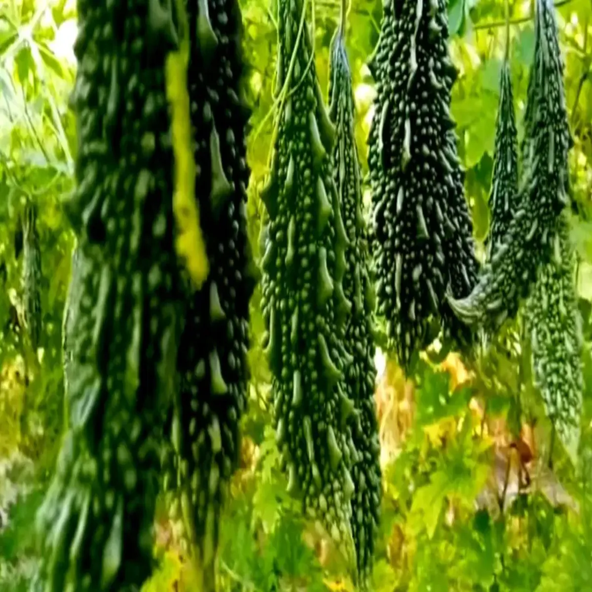 Bittergourdfarming bittergourdfarming desi krela kheti kisan
