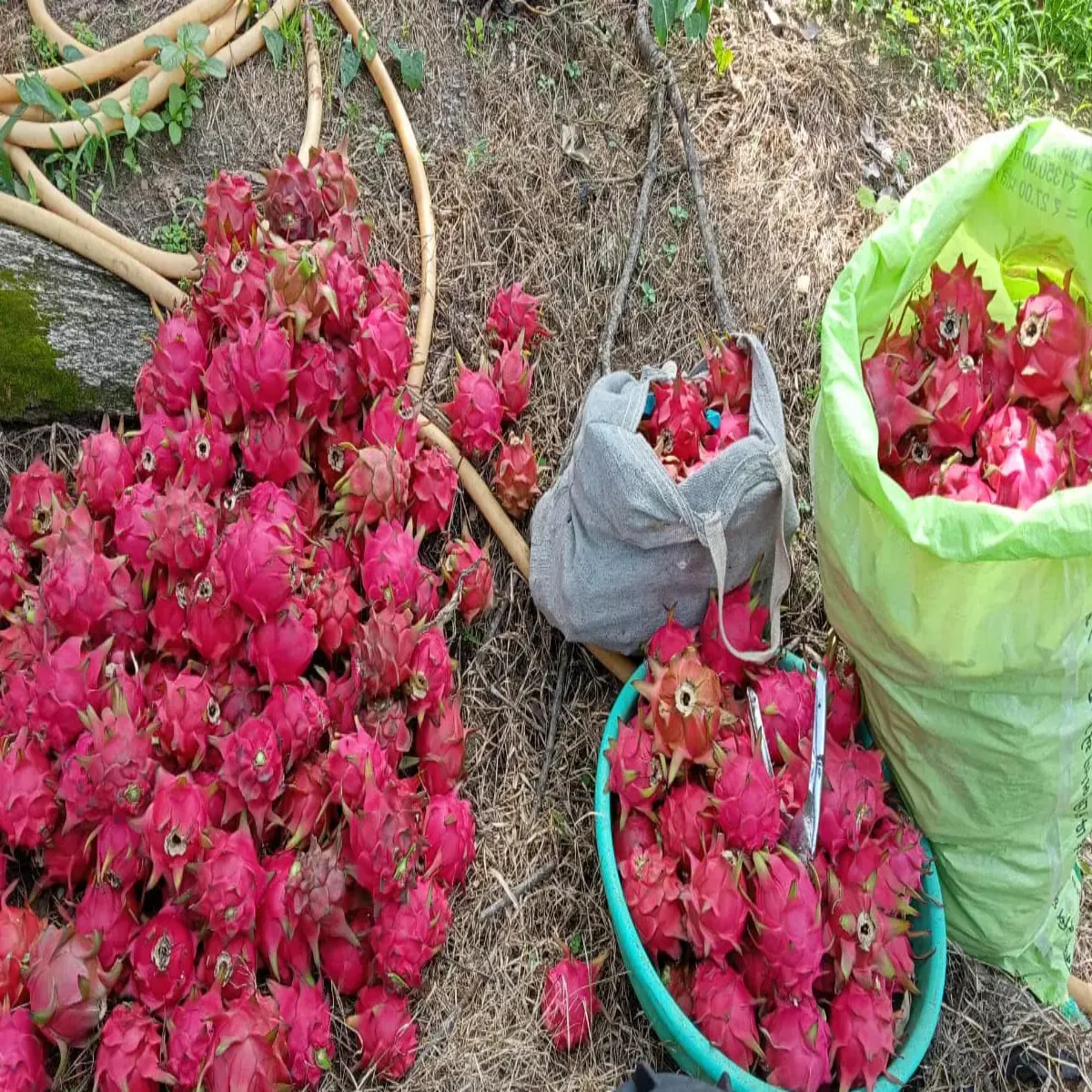 Dragonfruitfarming dragonfruitfarming draign phrut kheti kisanon