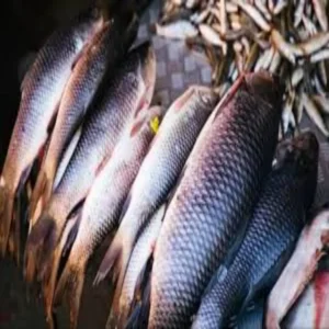 Fish farming small pond success story