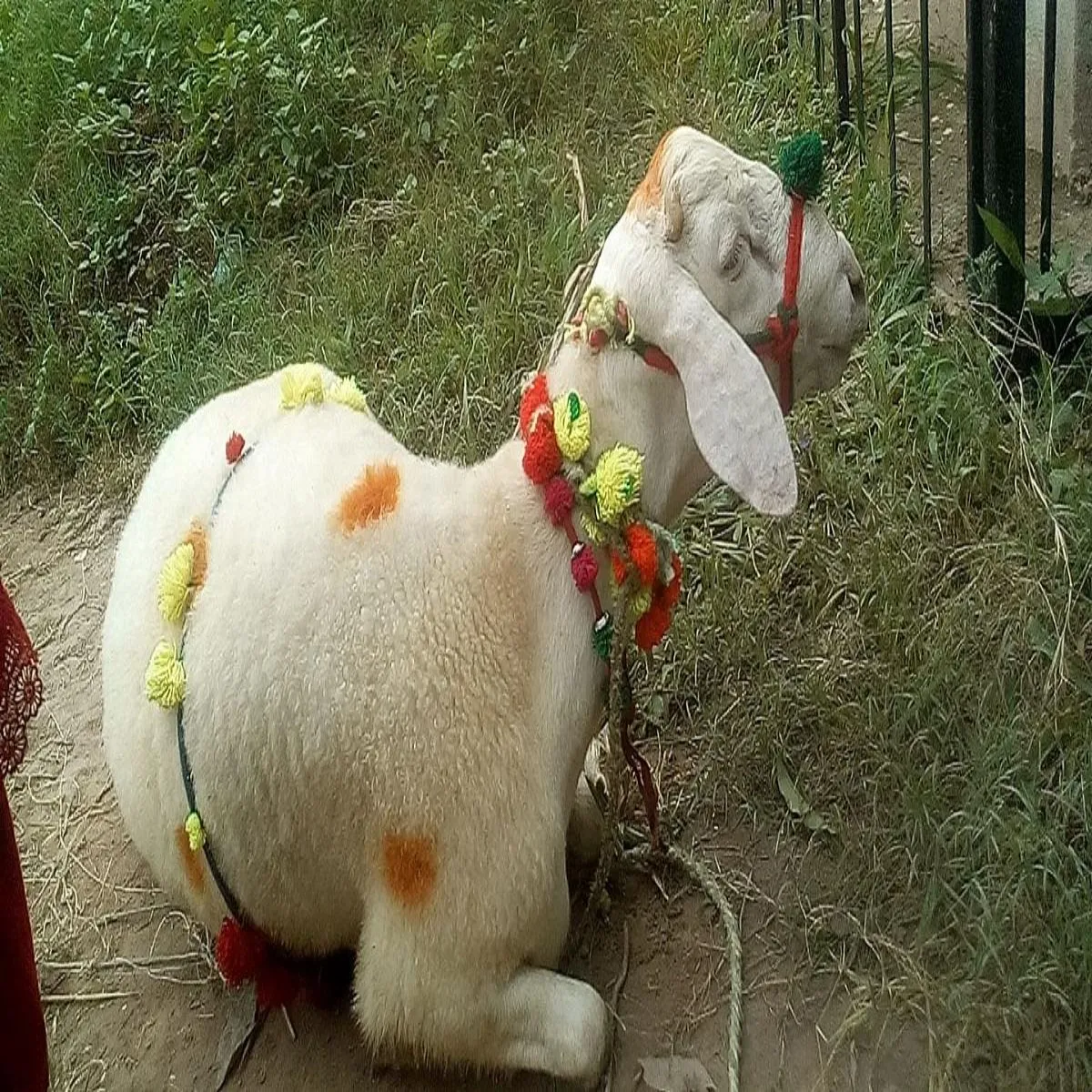 Goatfarming goatfarming lkhimpur khiri men bkri