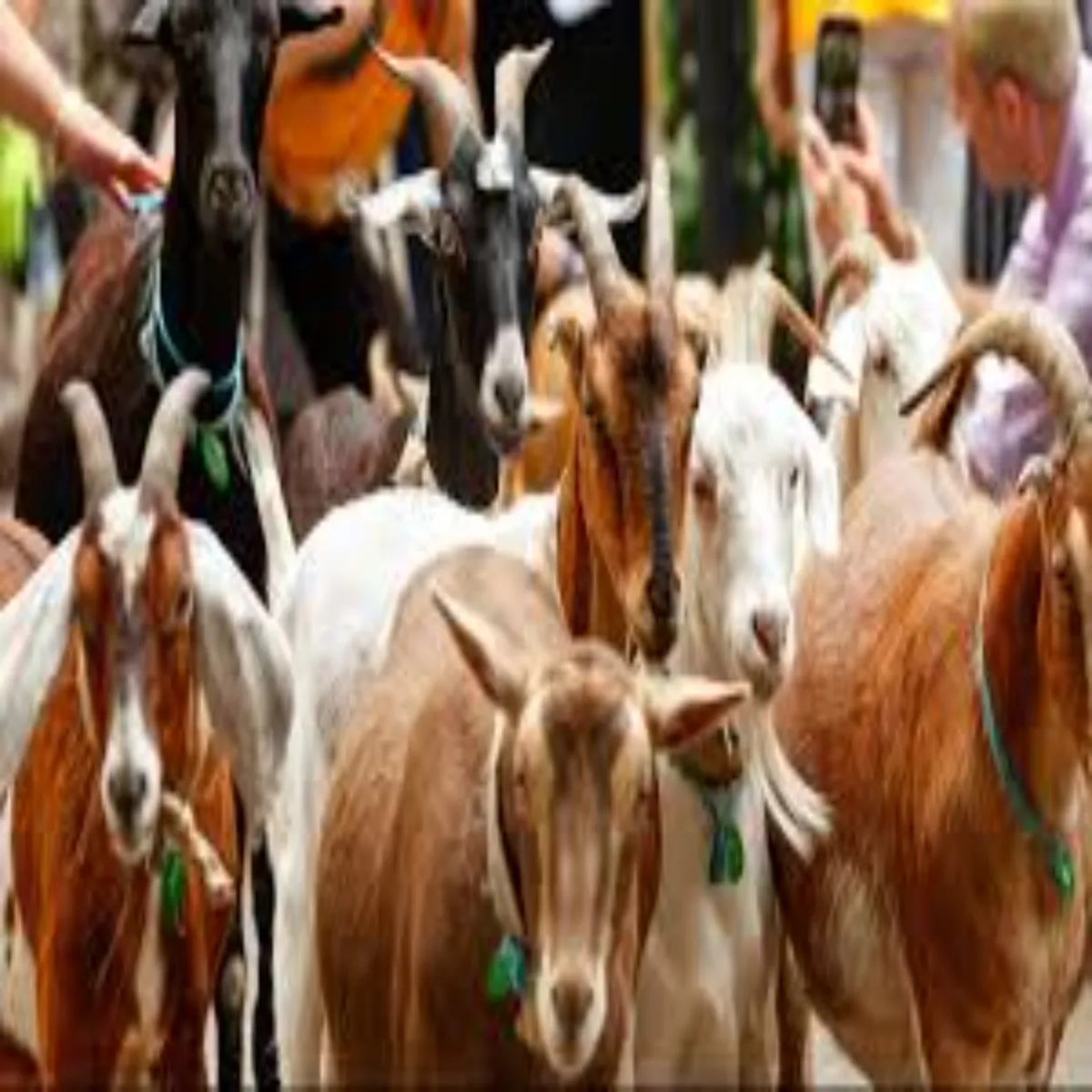 Goatfarming goatfarming bihar grami ilakon men