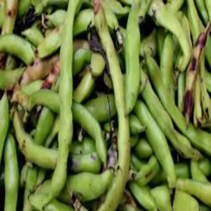 Guar farming profit model gonda