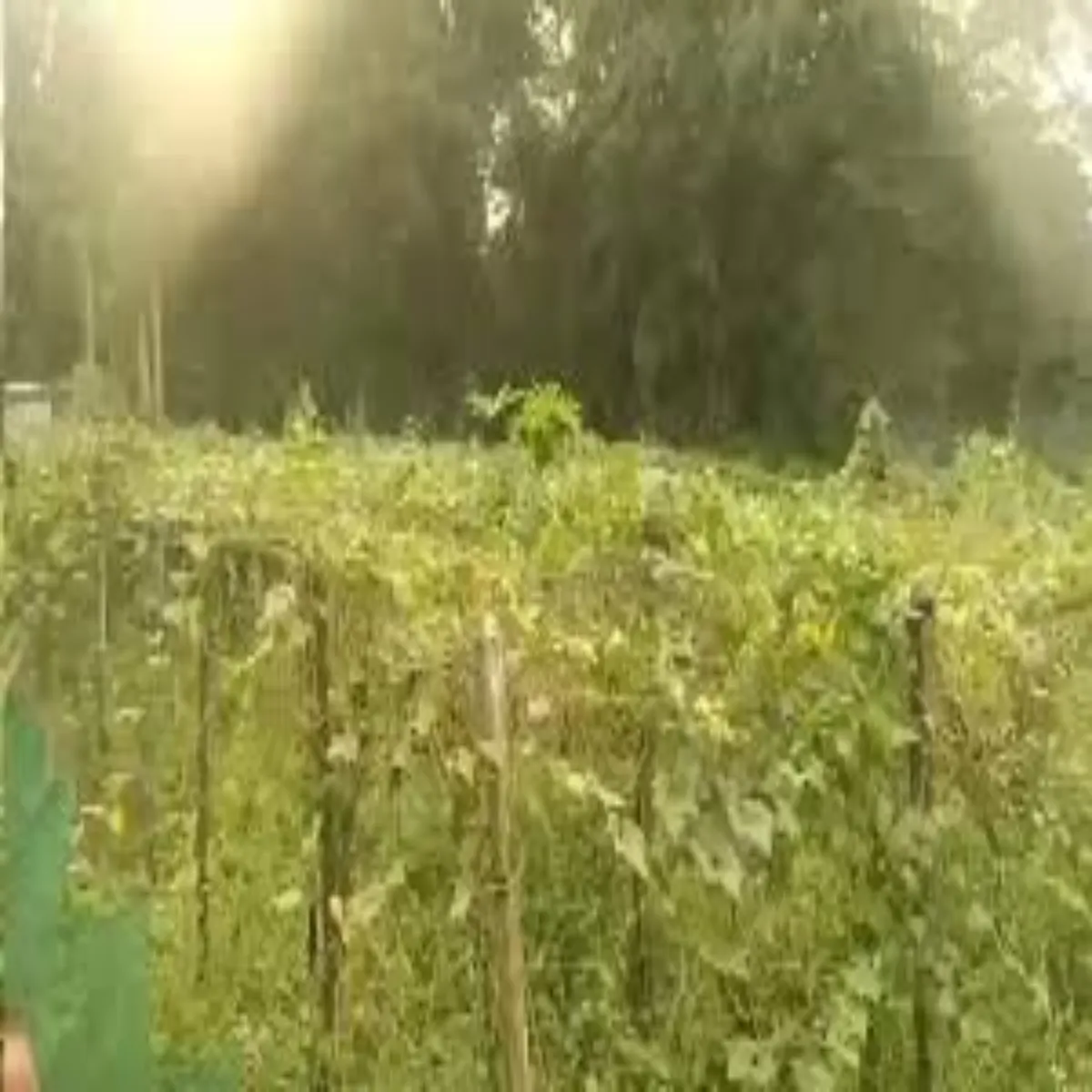 Agriculturesuccess agriculturesuccess gumla yuvk kheti bdli