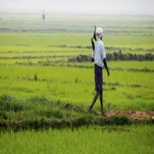 Hybrid farming rampur farmer income growth