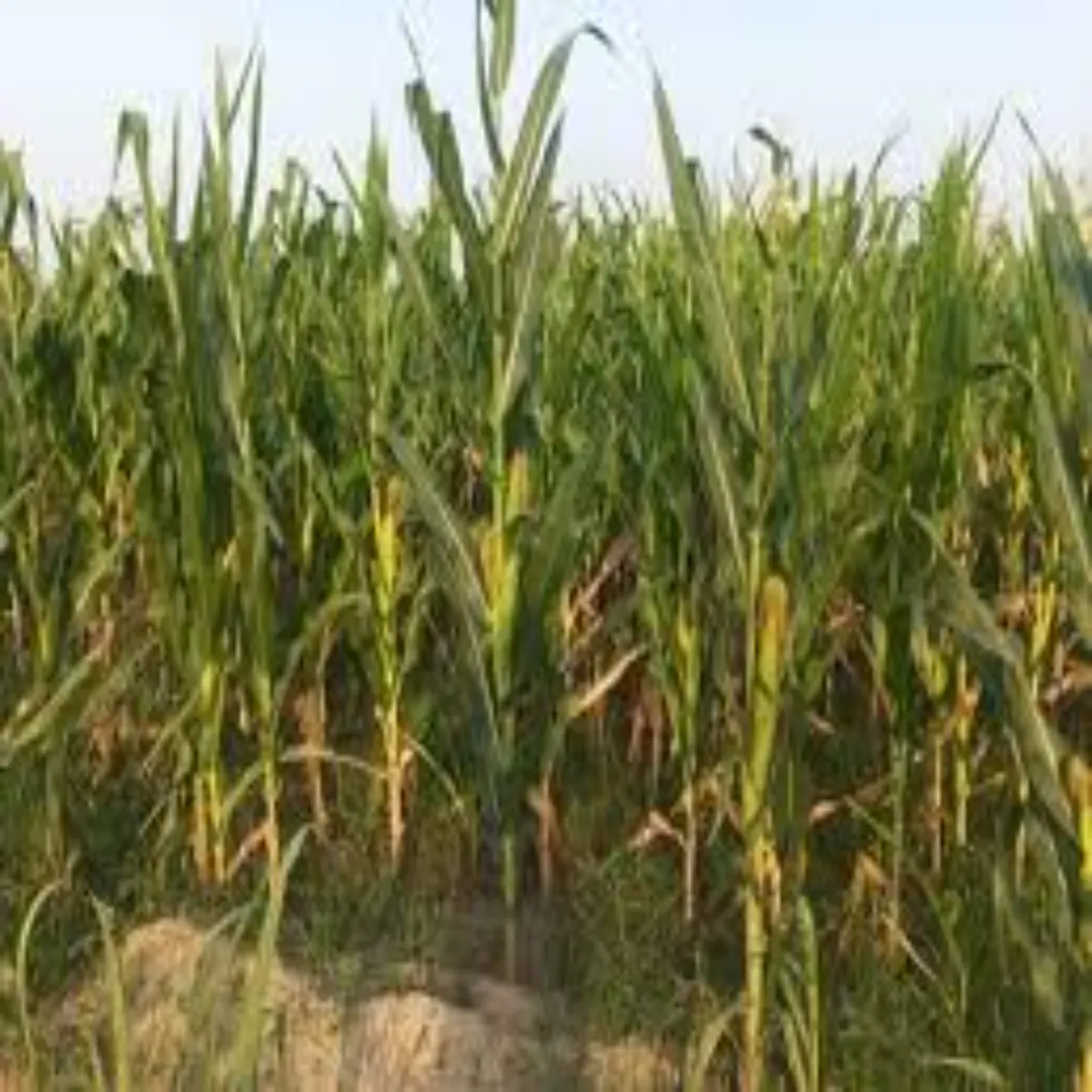 Intercropping success story intercropping success story