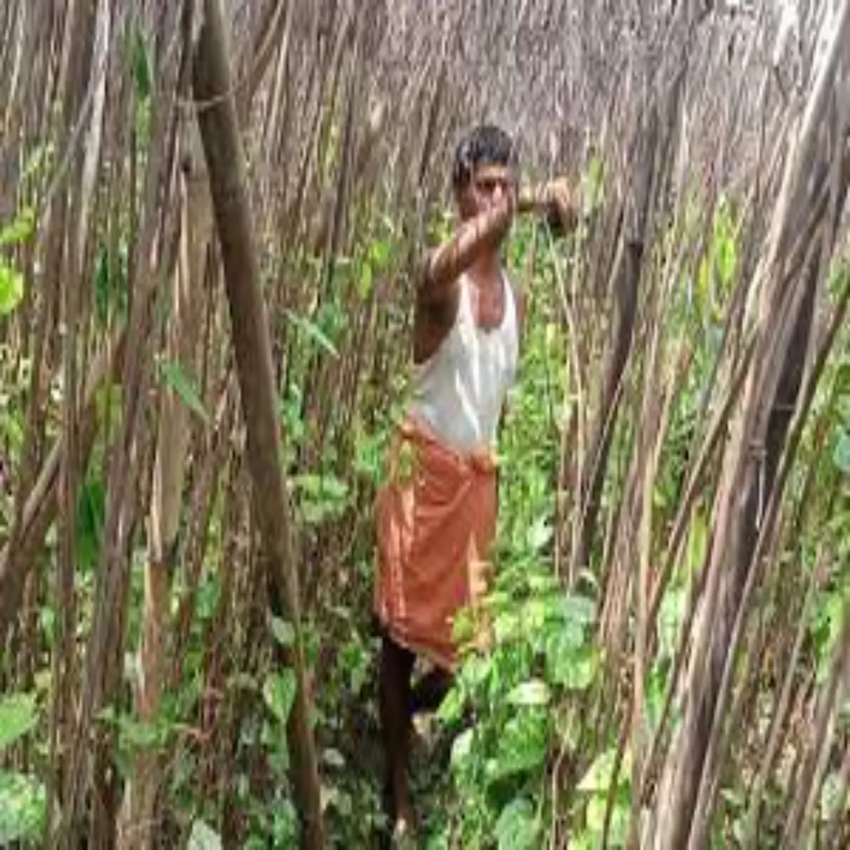 Paanfarming paanfarming bihar men mghi pan